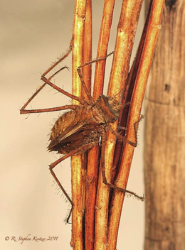 Macromia alleghaniensis, nymph